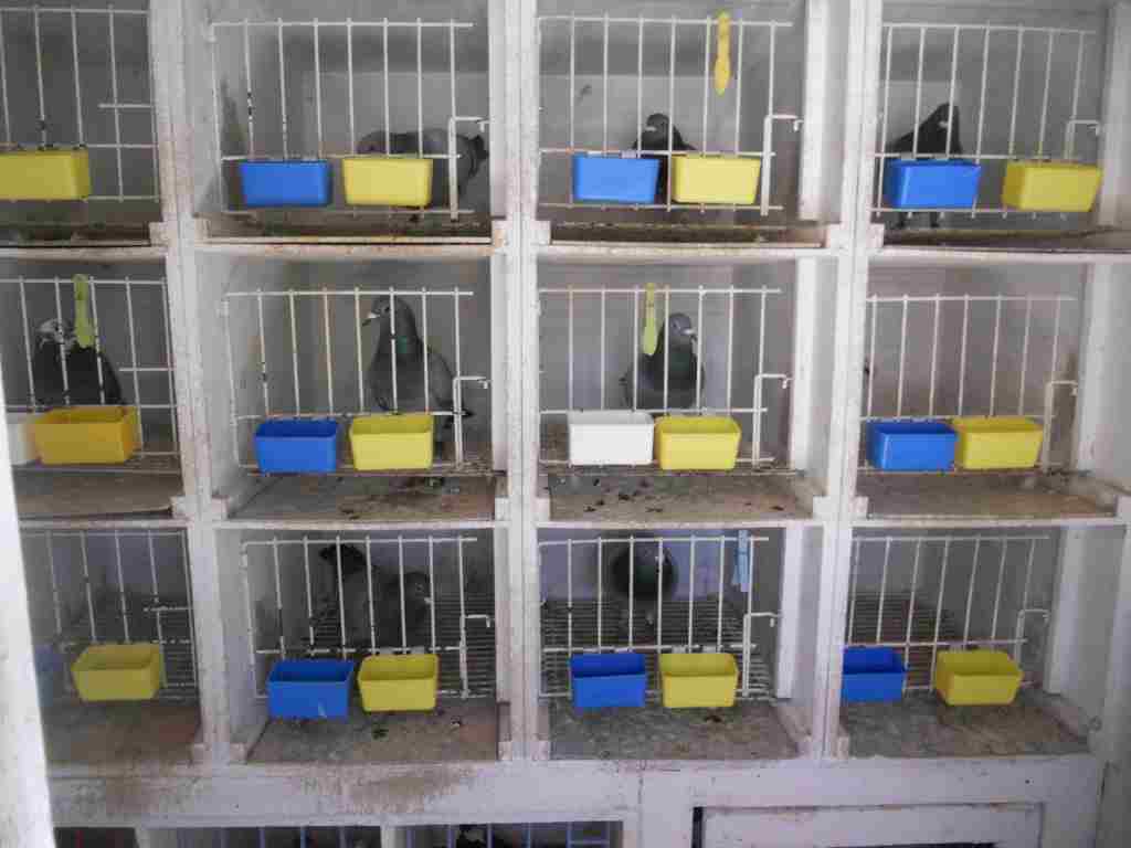 compartiment femelles