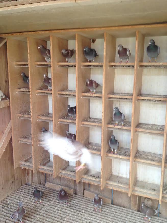 kessler colombier pigeonneaux