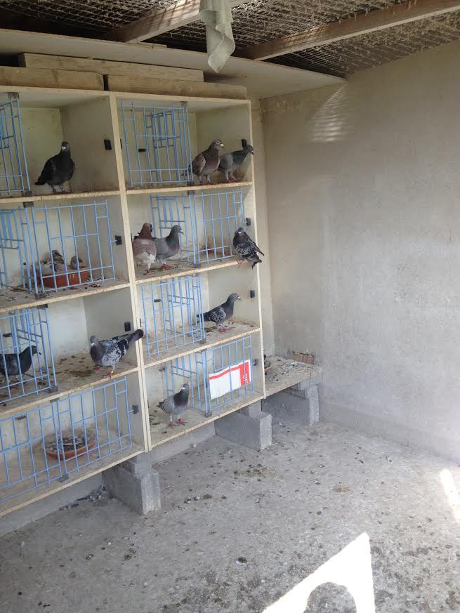 kessler reproducteurs