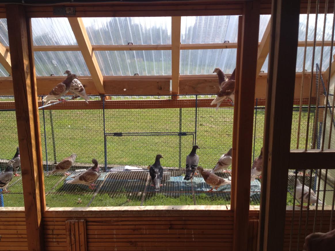 kessler vue colombier voyageur sur voliere