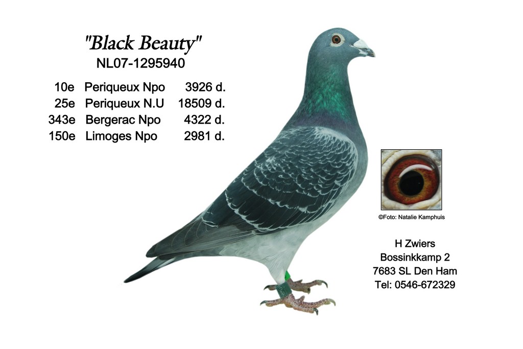 Black Beauty extra voyageur