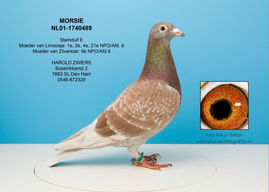 Moorsie repro de base