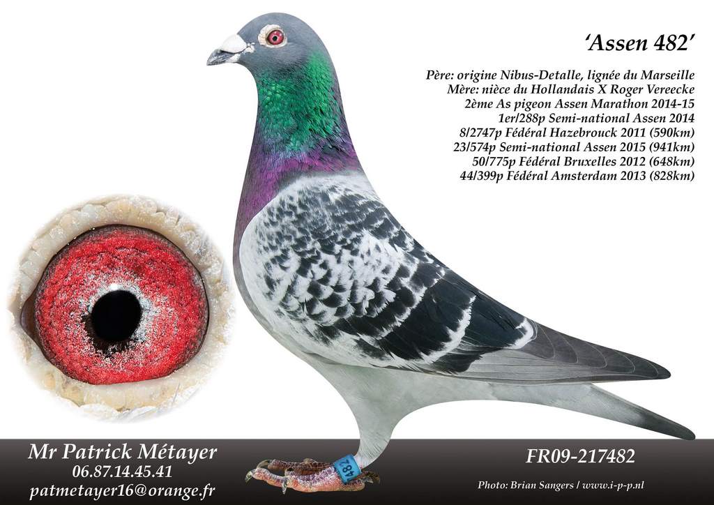assen 482 metayer patrick